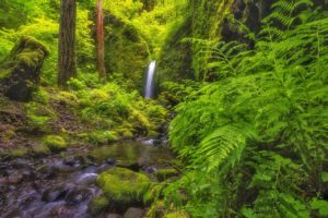 columbia, River, Gorge, Oregon, Waterfall, River, Forest, Fern