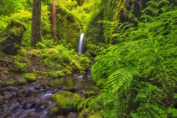 columbia, River, Gorge, Oregon, Waterfall, River, Forest, Fern HD Wallpaper Desktop Background