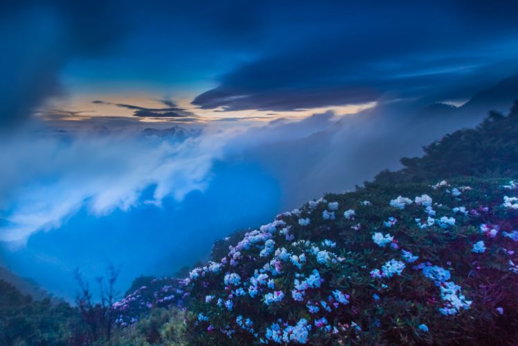 hehuan, Mountain, Hehuanshan, Nantou, Taiwan, Flower, Mist, Fog, Clouds HD Wallpaper Desktop Background