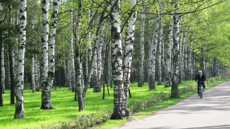 forest, Trees, People, Path, Trail, Bike HD Wallpaper Desktop Background