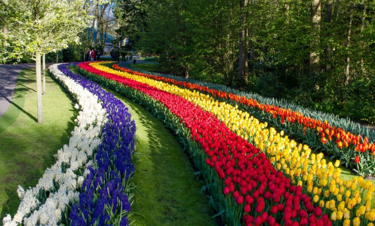 keukenhof, Lisse, Netherlands, Keukenhof, Lisse, Netherlands, Park, Flowers, Hyacinth HD Wallpaper Desktop Background