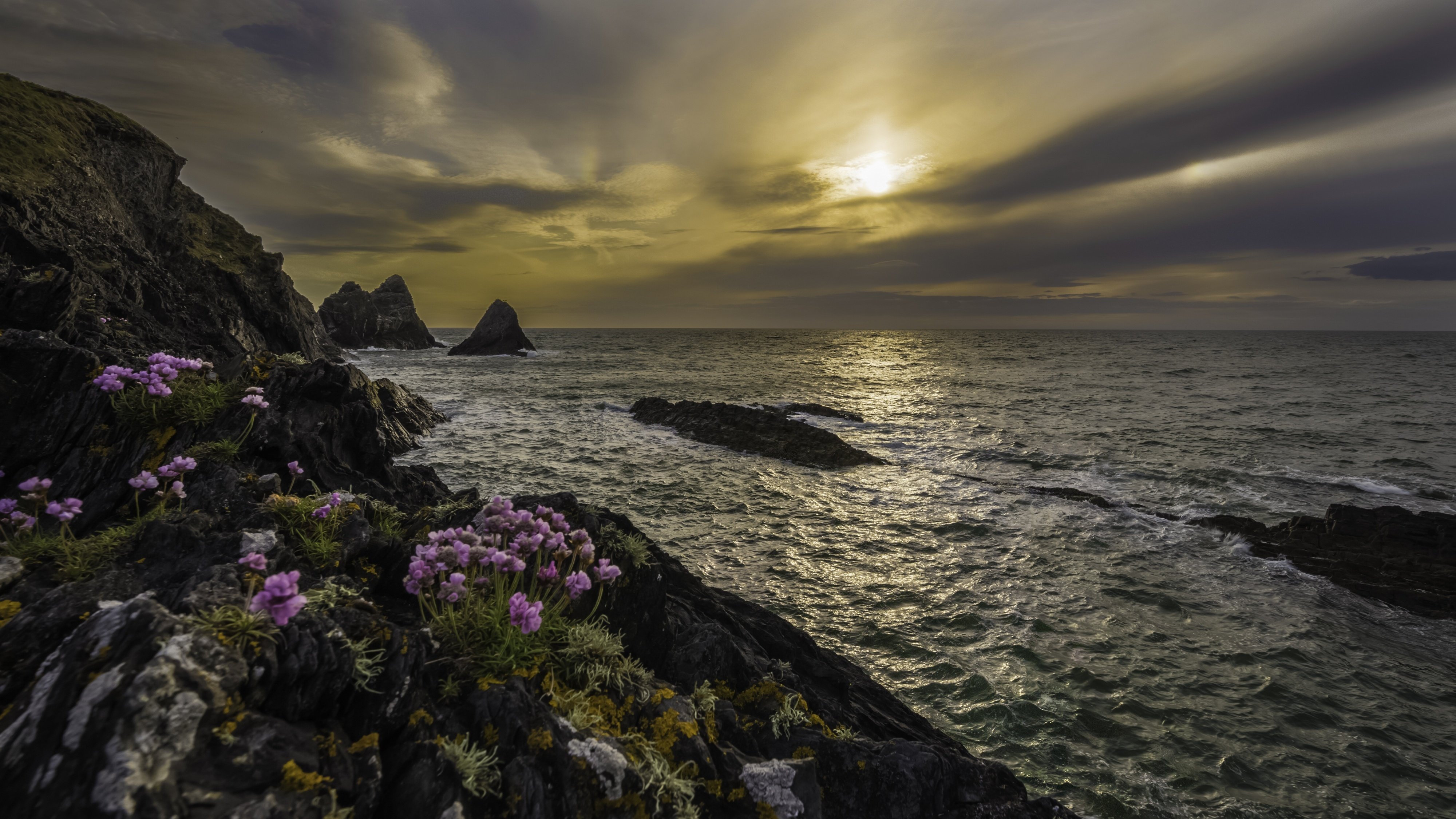 sea, Rocks, Sunset, Flower, Coast, Ocean Wallpaper