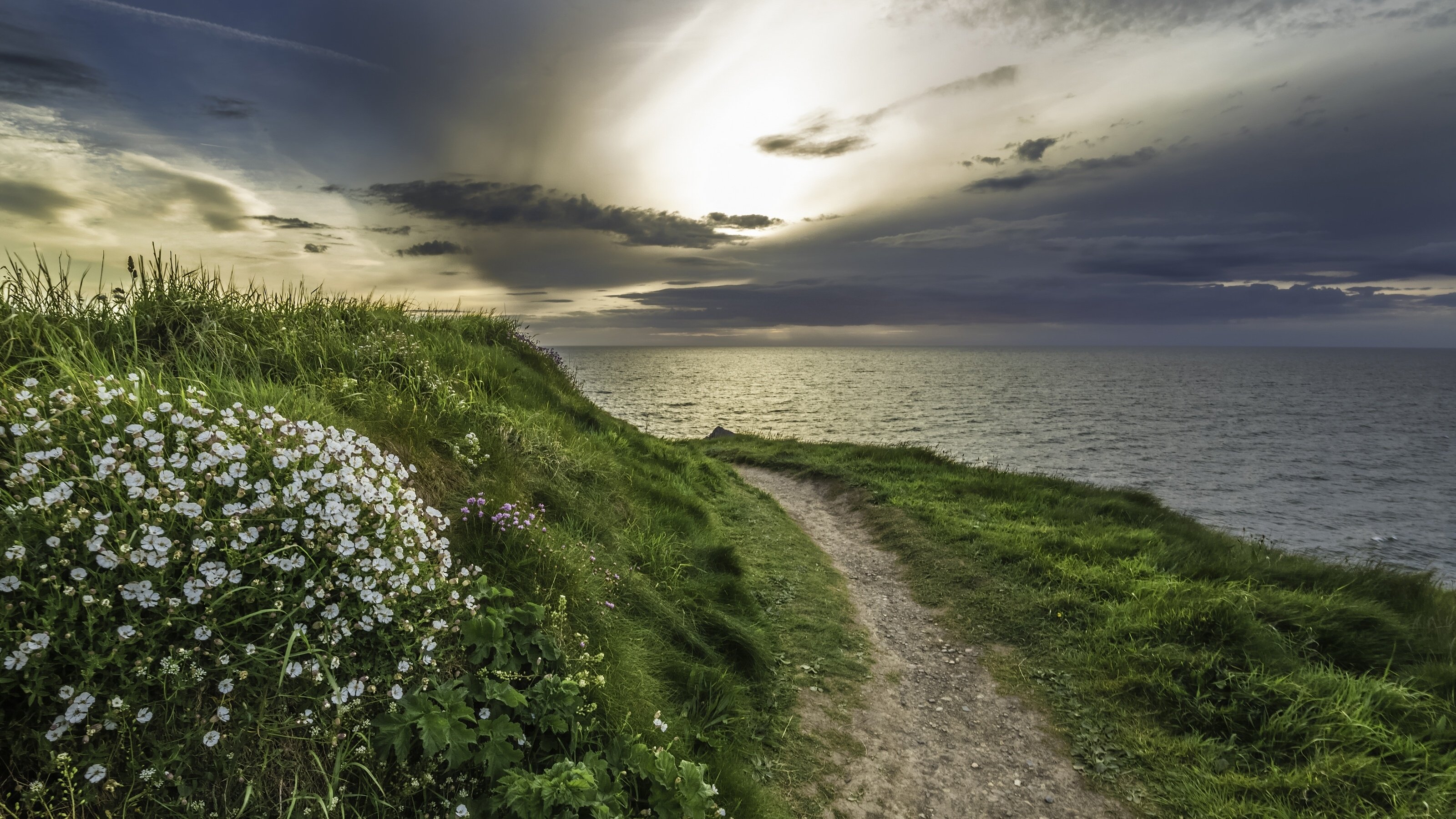 sea, Walking, Path, Flowers, Grass, Ocean Wallpaper