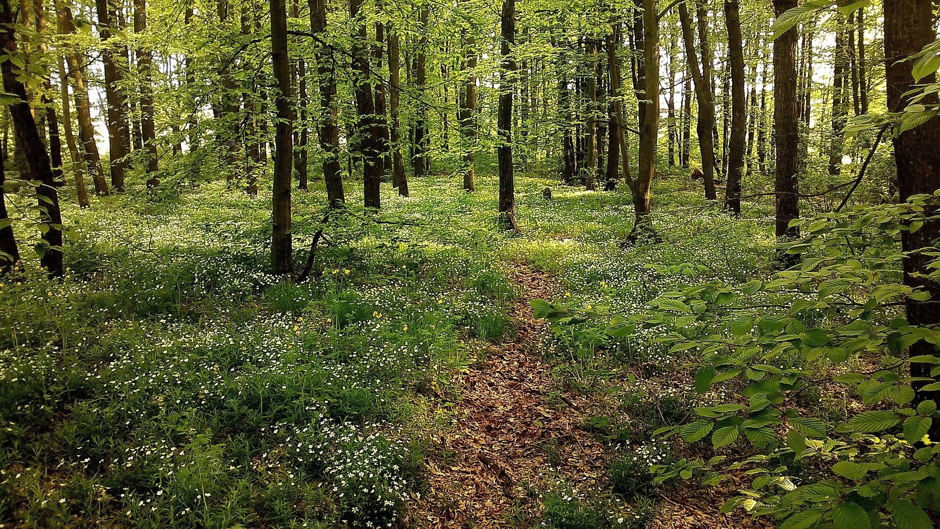 trees, Leaves, Forest Wallpaper