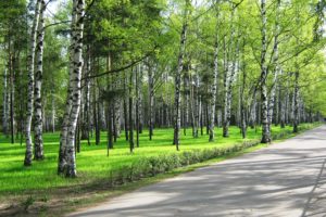 spring, Birch, Park, Forest, Road, Path, Trail, People