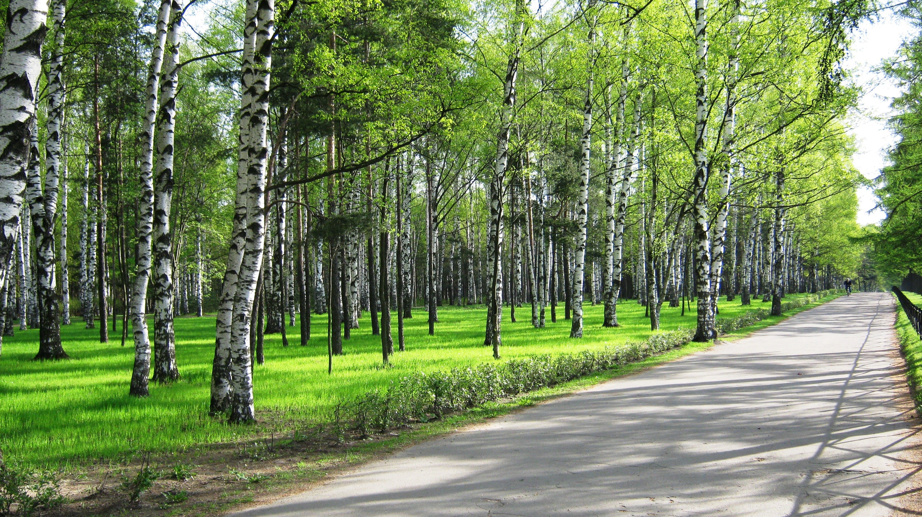 spring, Birch, Park, Forest, Road, Path, Trail, People Wallpaper