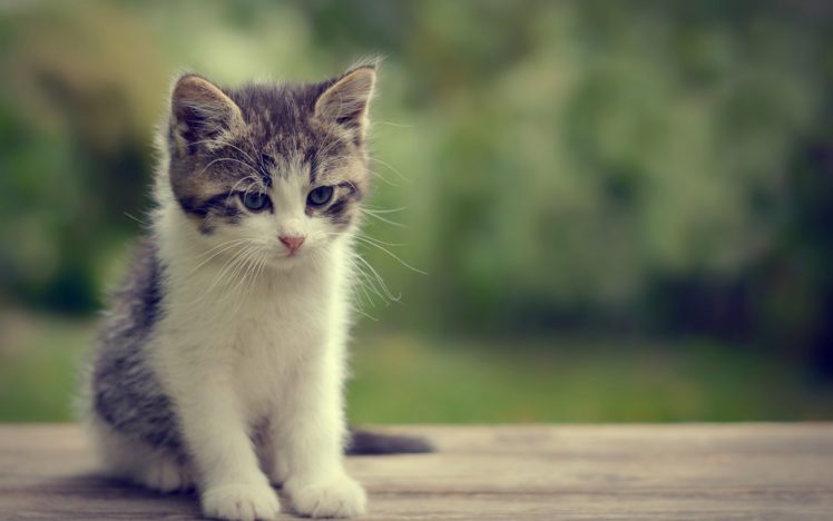 kittens, Kitten, Cat, Cats, Baby, Cute HD Wallpaper Desktop Background