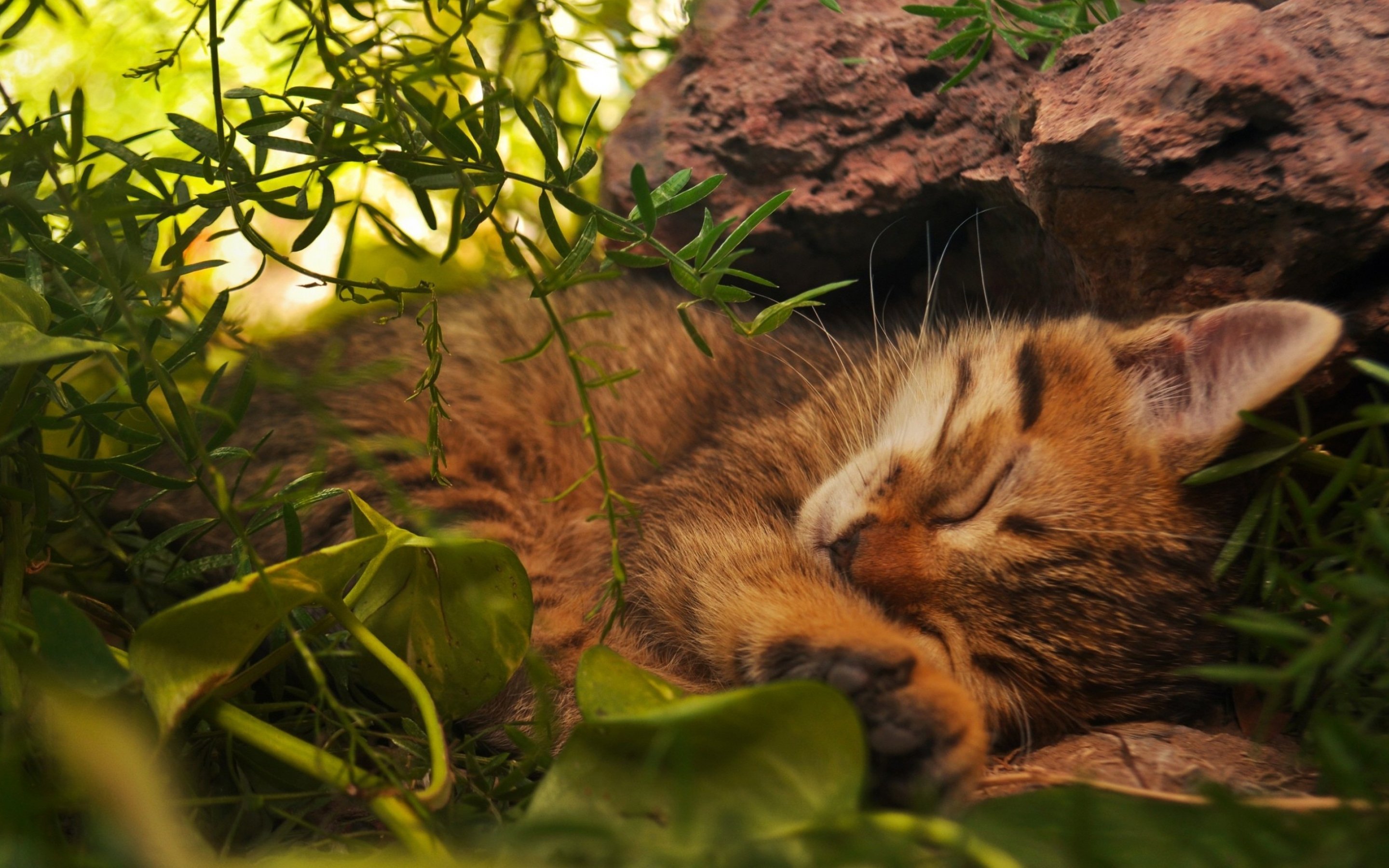 kittens, Kitten, Cat, Cats, Baby, Cute Wallpaper