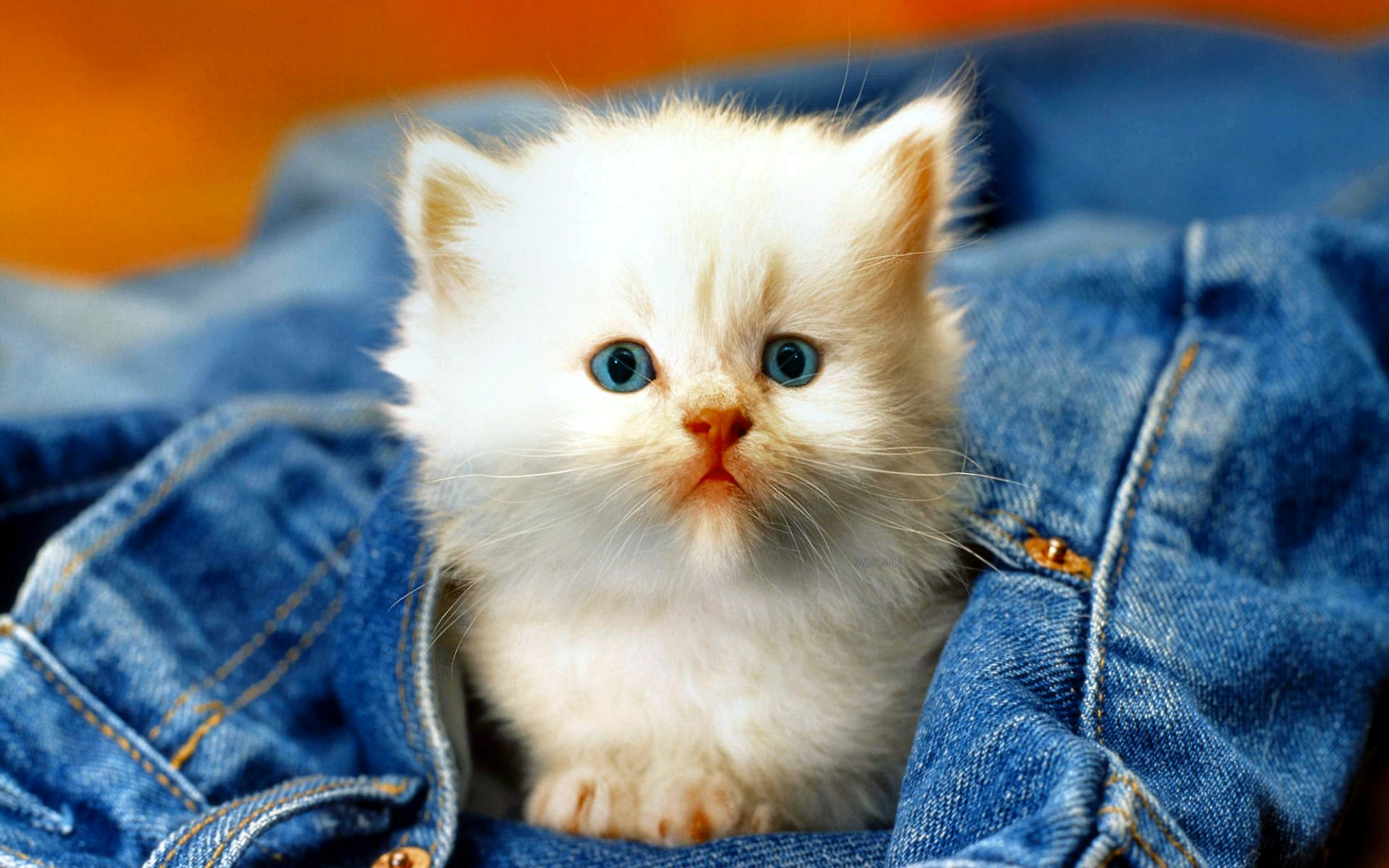 kittens, Kitten, Cat, Cats, Baby, Cute Wallpapers HD / Desktop and Mobile B...