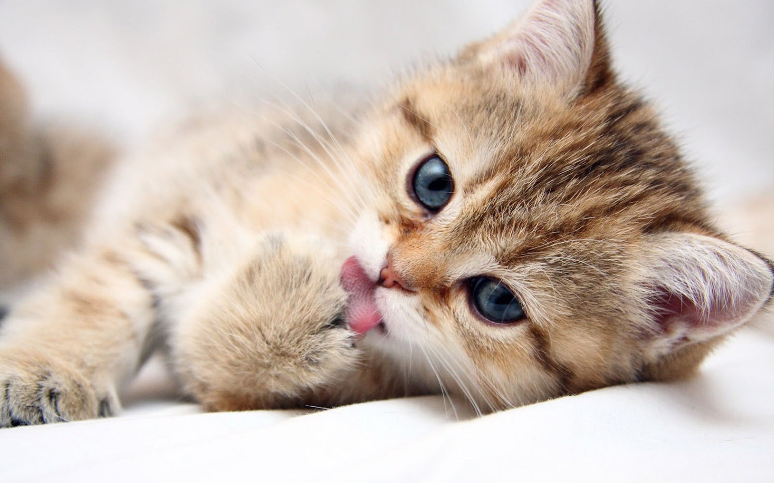 Kittencat