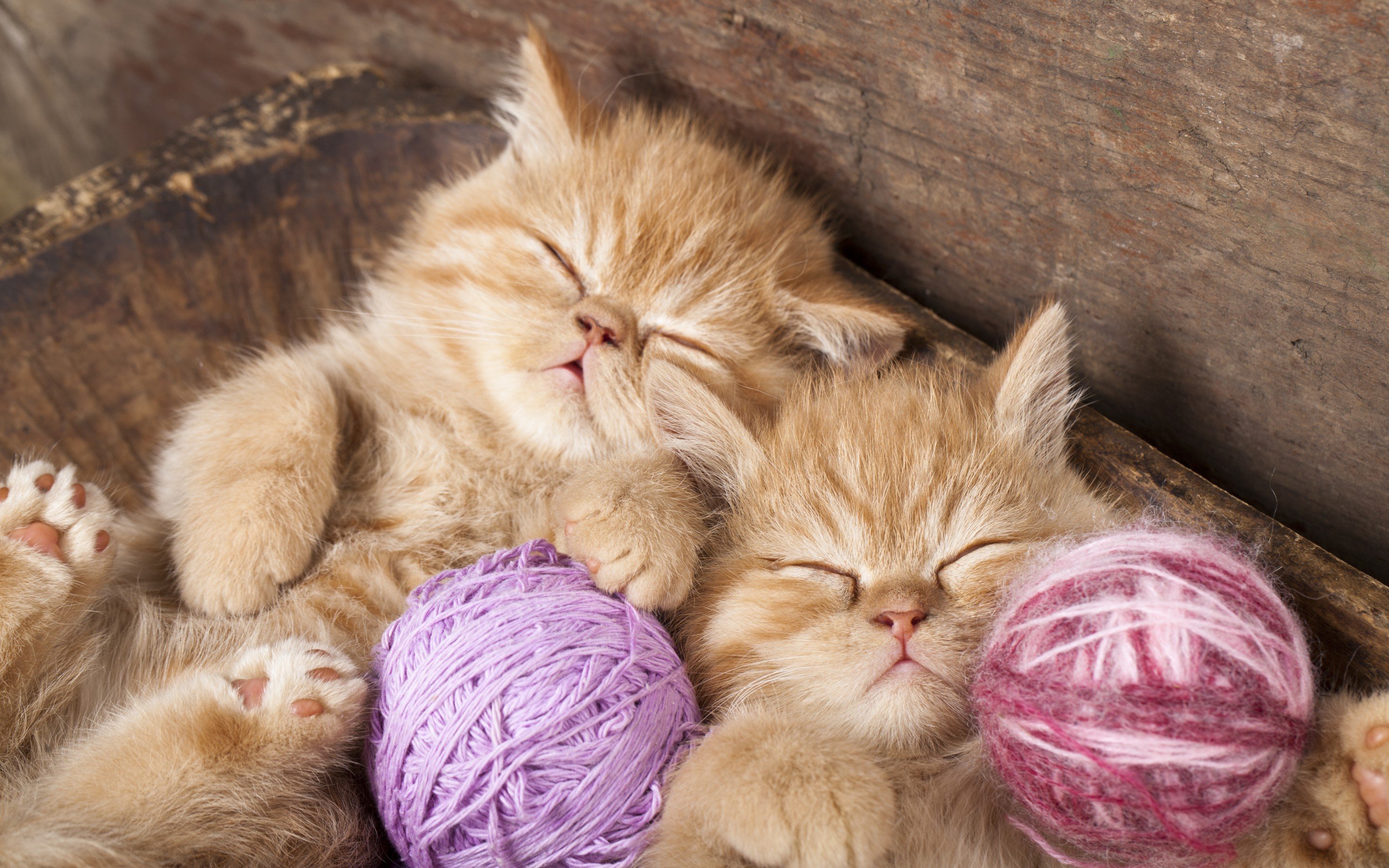 kittens, Kitten, Cat, Cats, Baby, Cute Wallpaper