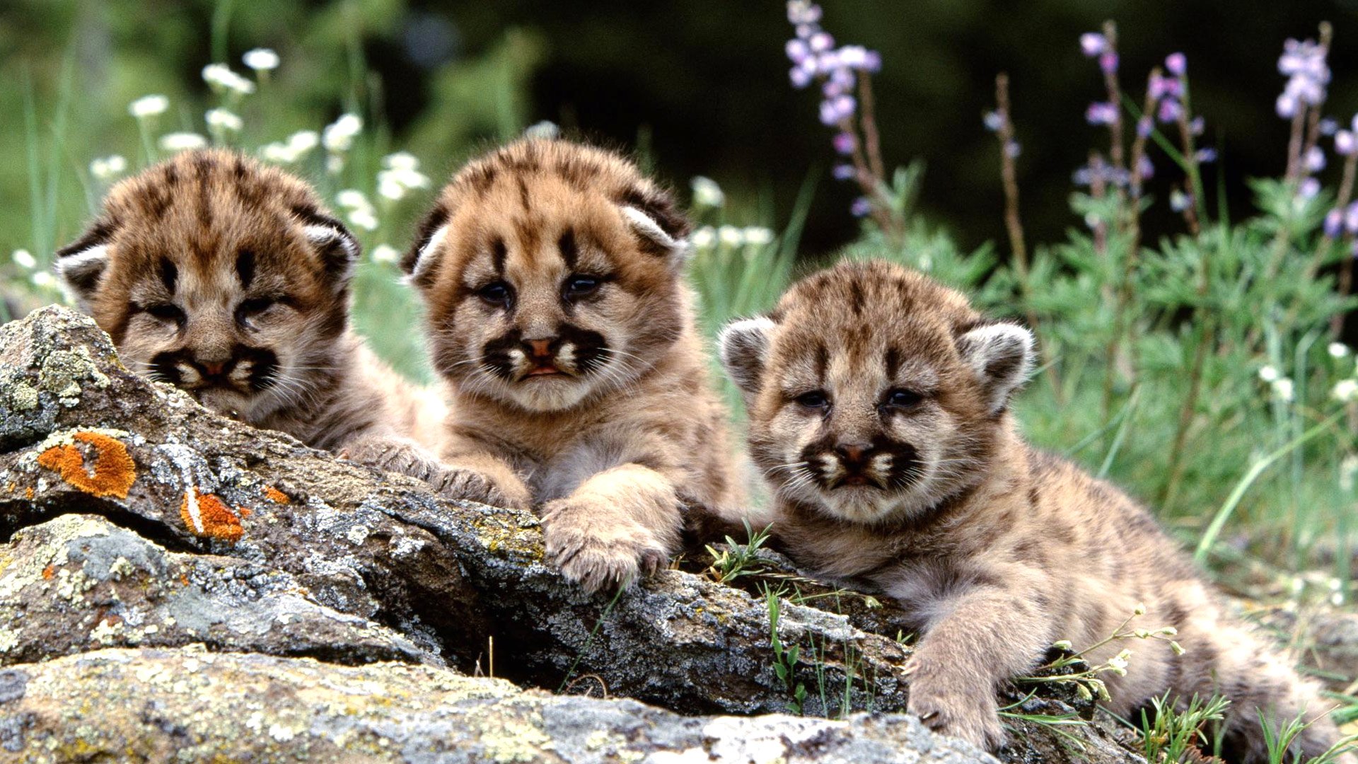 kittens, Kitten, Cat, Cats, Baby, Cute Wallpaper