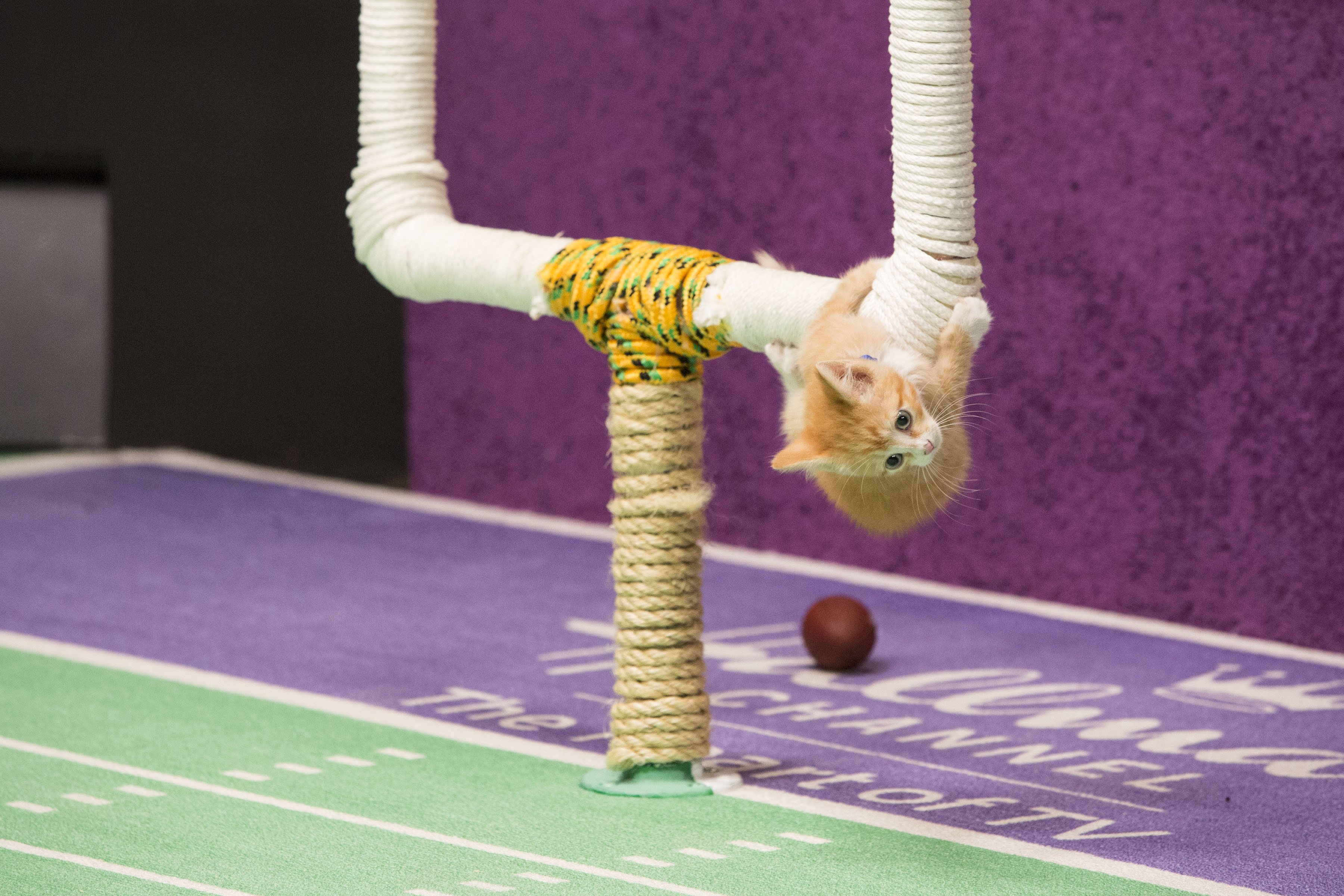 kittens, Kitten, Cat, Cats, Baby, Cute Wallpaper