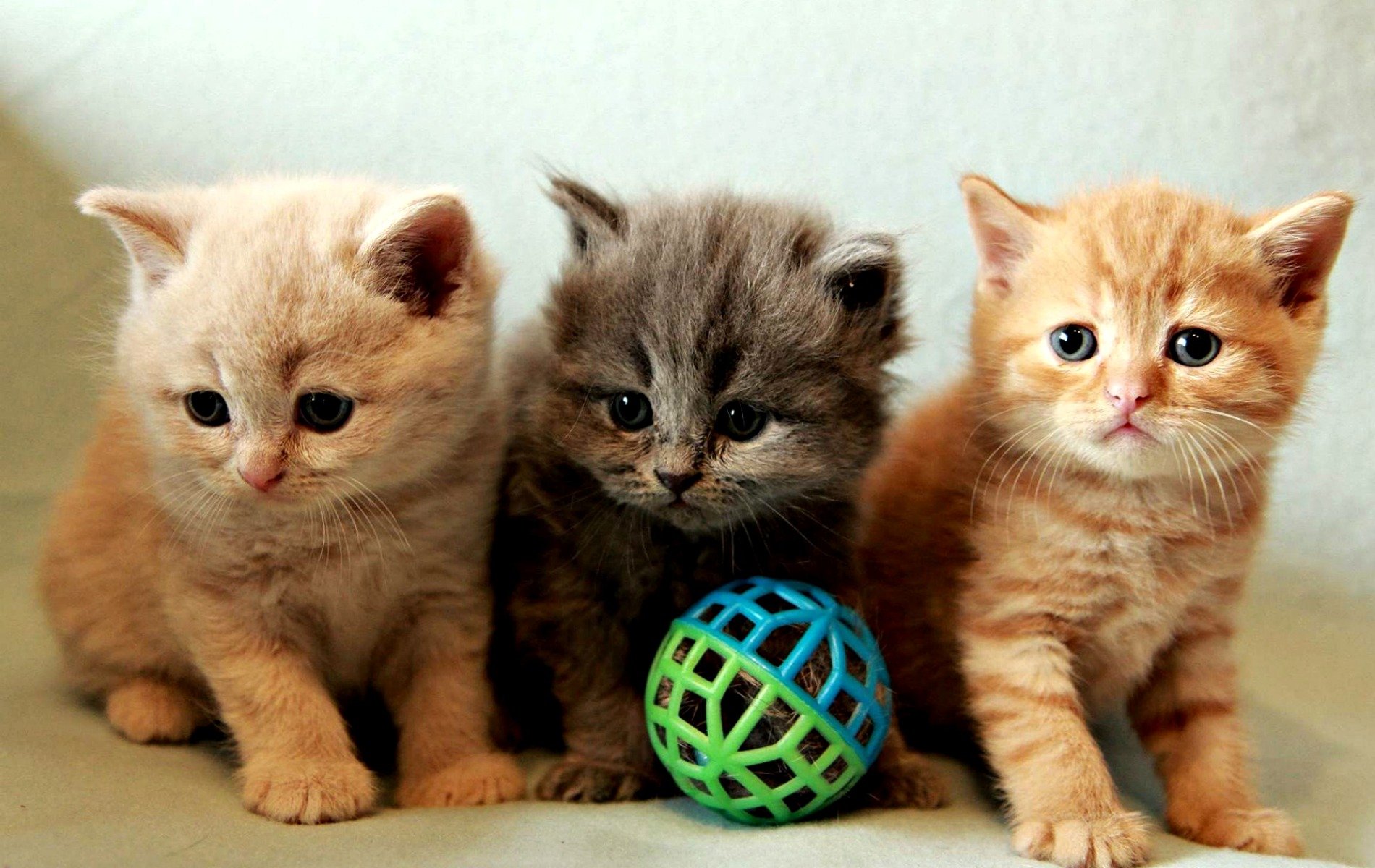 kittens, Kitten, Cat, Cats, Baby, Cute Wallpaper