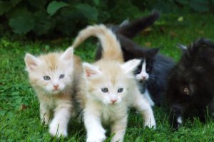 kittens, Kitten, Cat, Cats, Baby, Cute