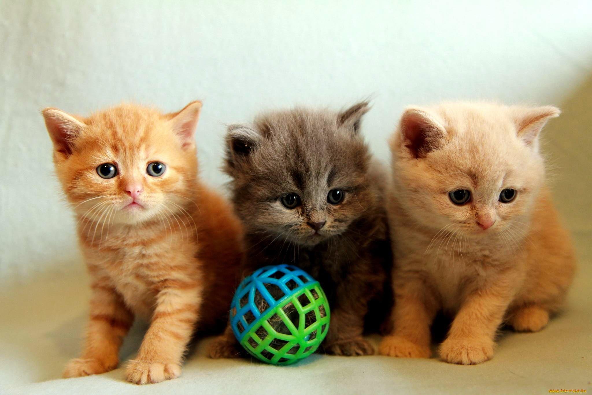 kittens, Kitten, Cat, Cats, Baby, Cute Wallpaper