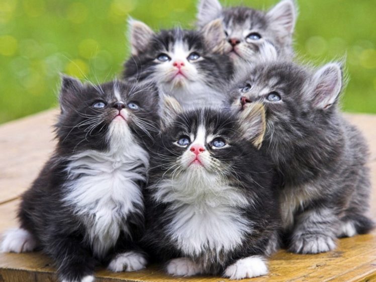 kittens, Kitten, Cat, Cats, Baby, Cute HD Wallpaper Desktop Background