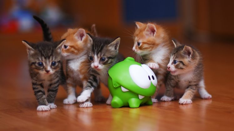 kittens, Kitten, Cat, Cats, Baby, Cute HD Wallpaper Desktop Background