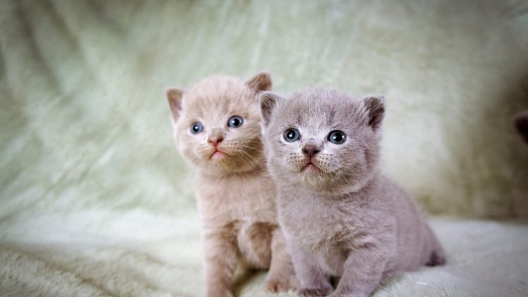 kittens, Kitten, Cat, Cats, Baby, Cute HD Wallpaper Desktop Background