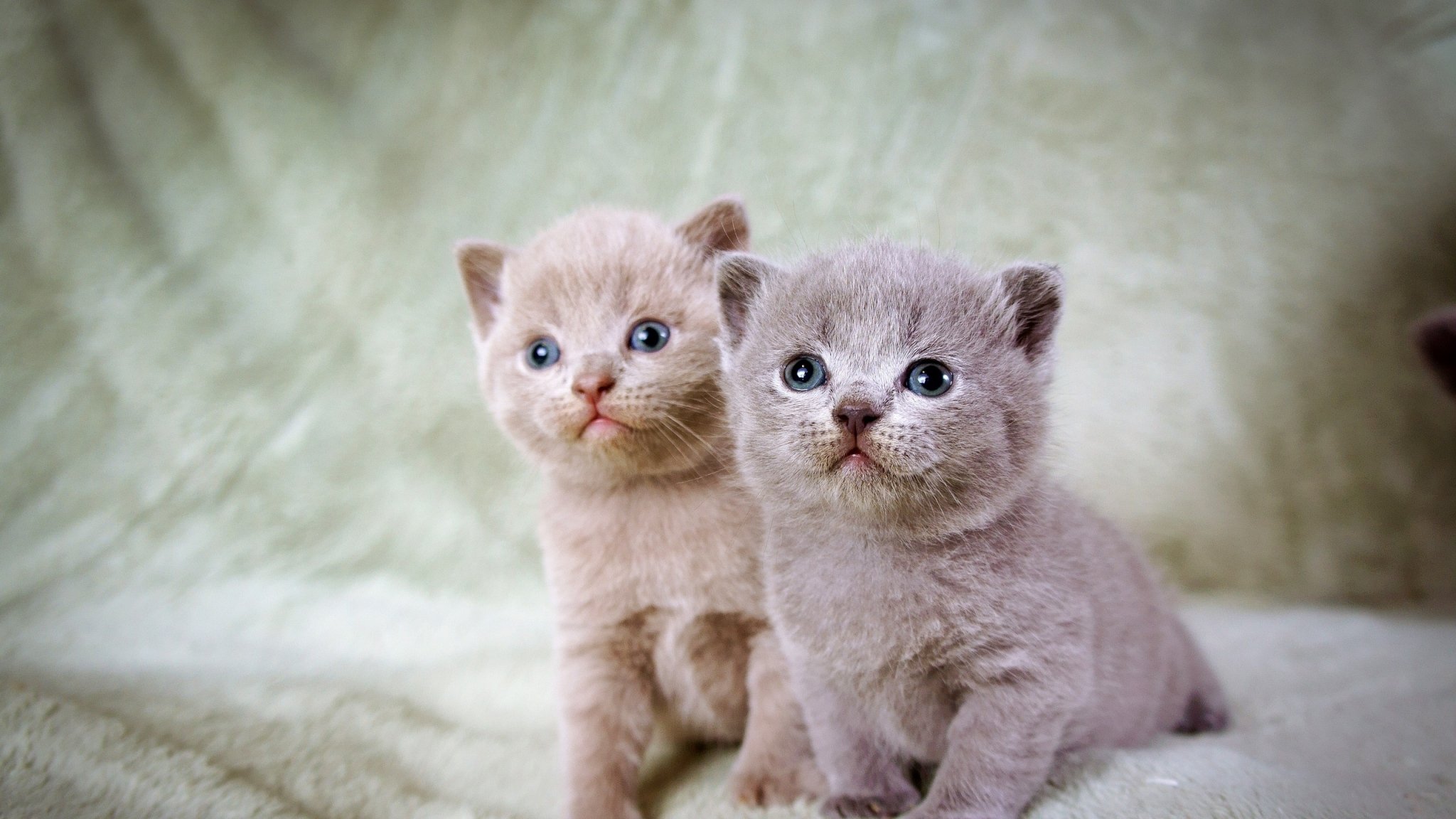 kittens, Kitten, Cat, Cats, Baby, Cute Wallpaper