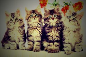kittens, Kitten, Cat, Cats, Baby, Cute
