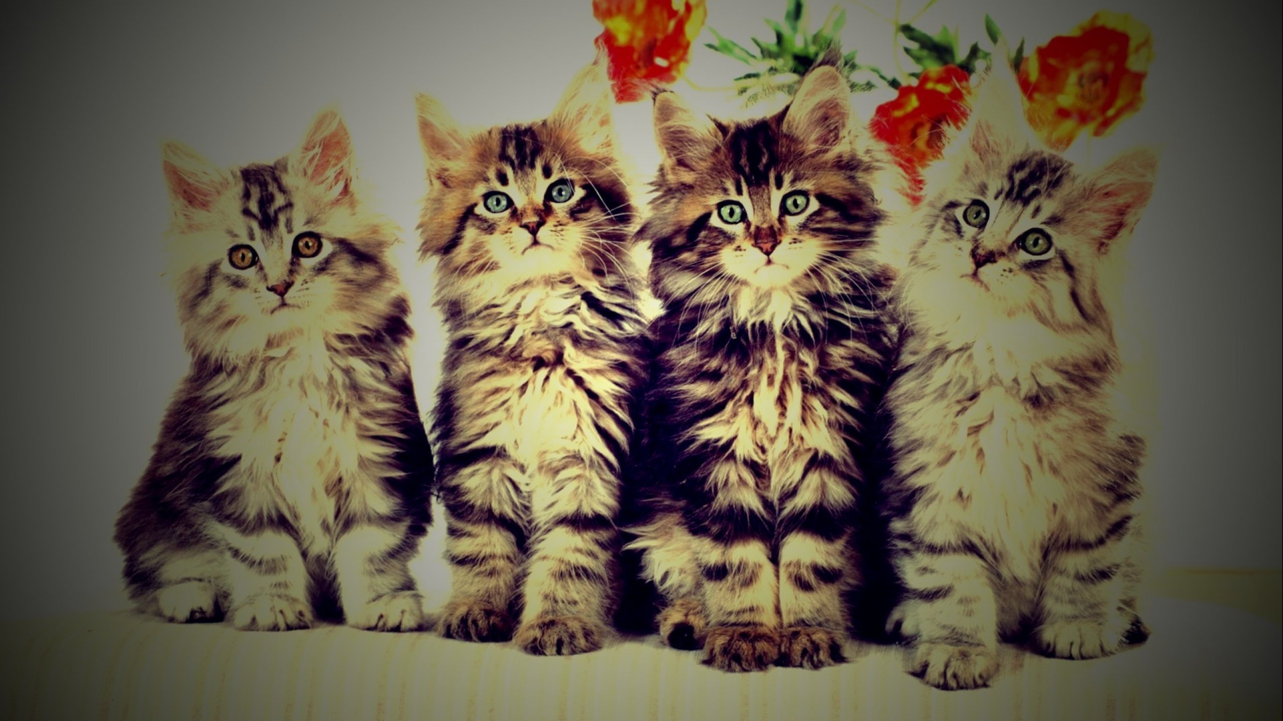 kittens, Kitten, Cat, Cats, Baby, Cute Wallpaper