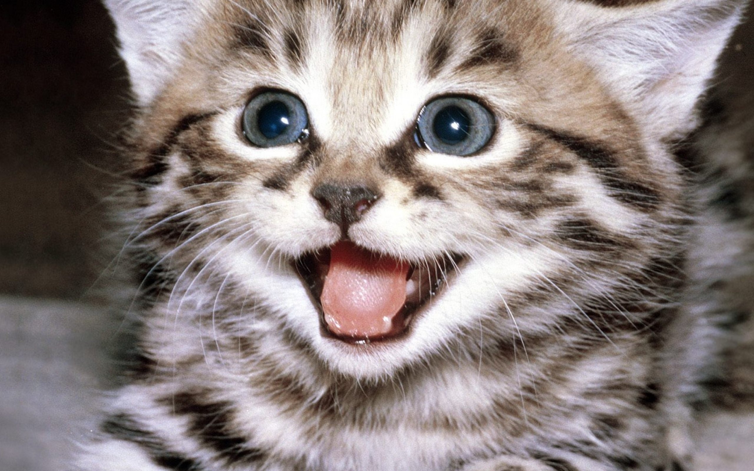 kittens, Kitten, Cat, Cats, Baby, Cute Wallpapers HD / Desktop and ...