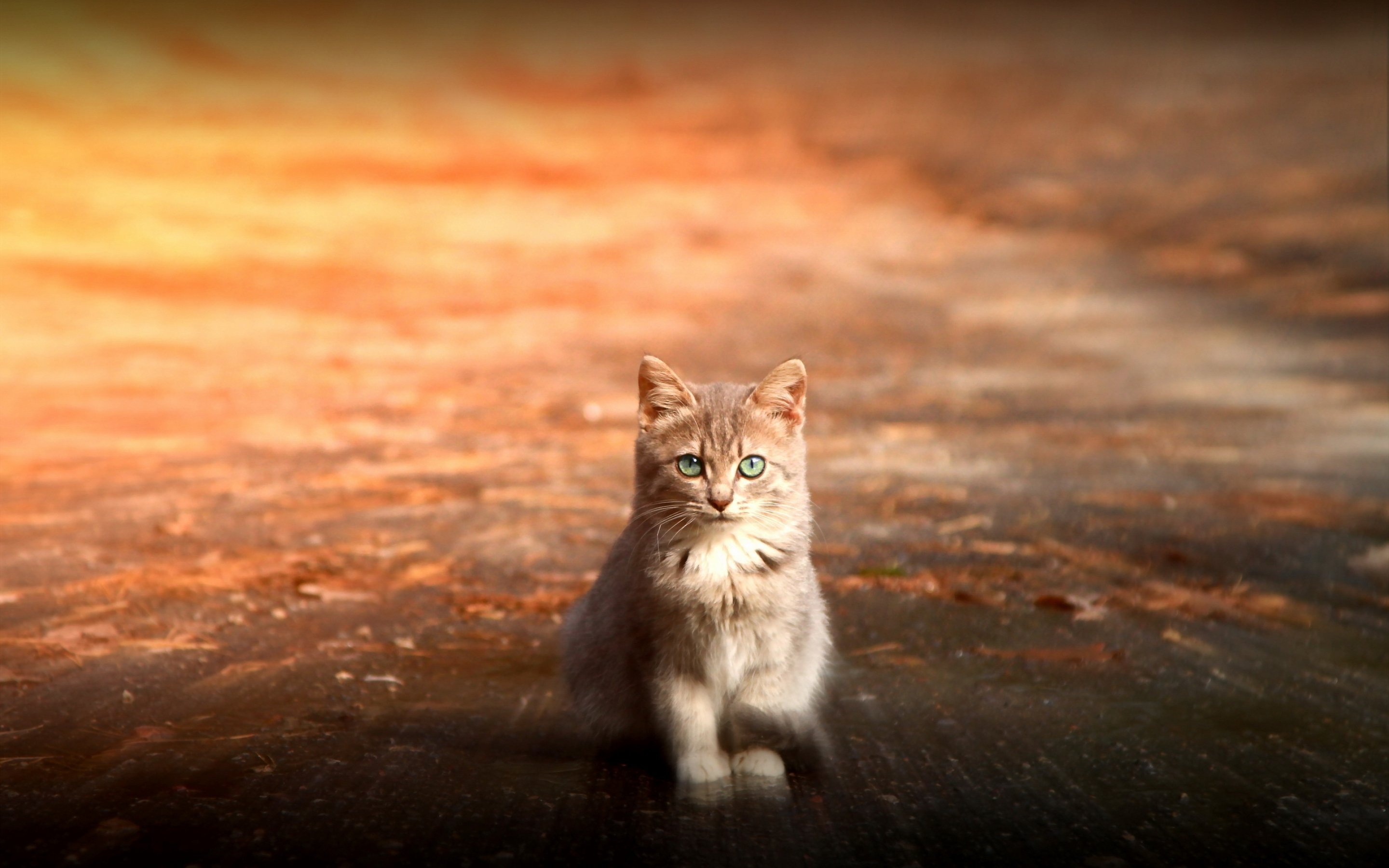 kittens, Kitten, Cat, Cats, Baby, Cute Wallpaper