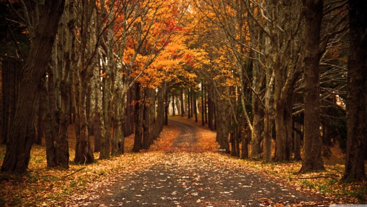 forest, Leaves, Tree, Autumn, Beauty HD Wallpaper Desktop Background