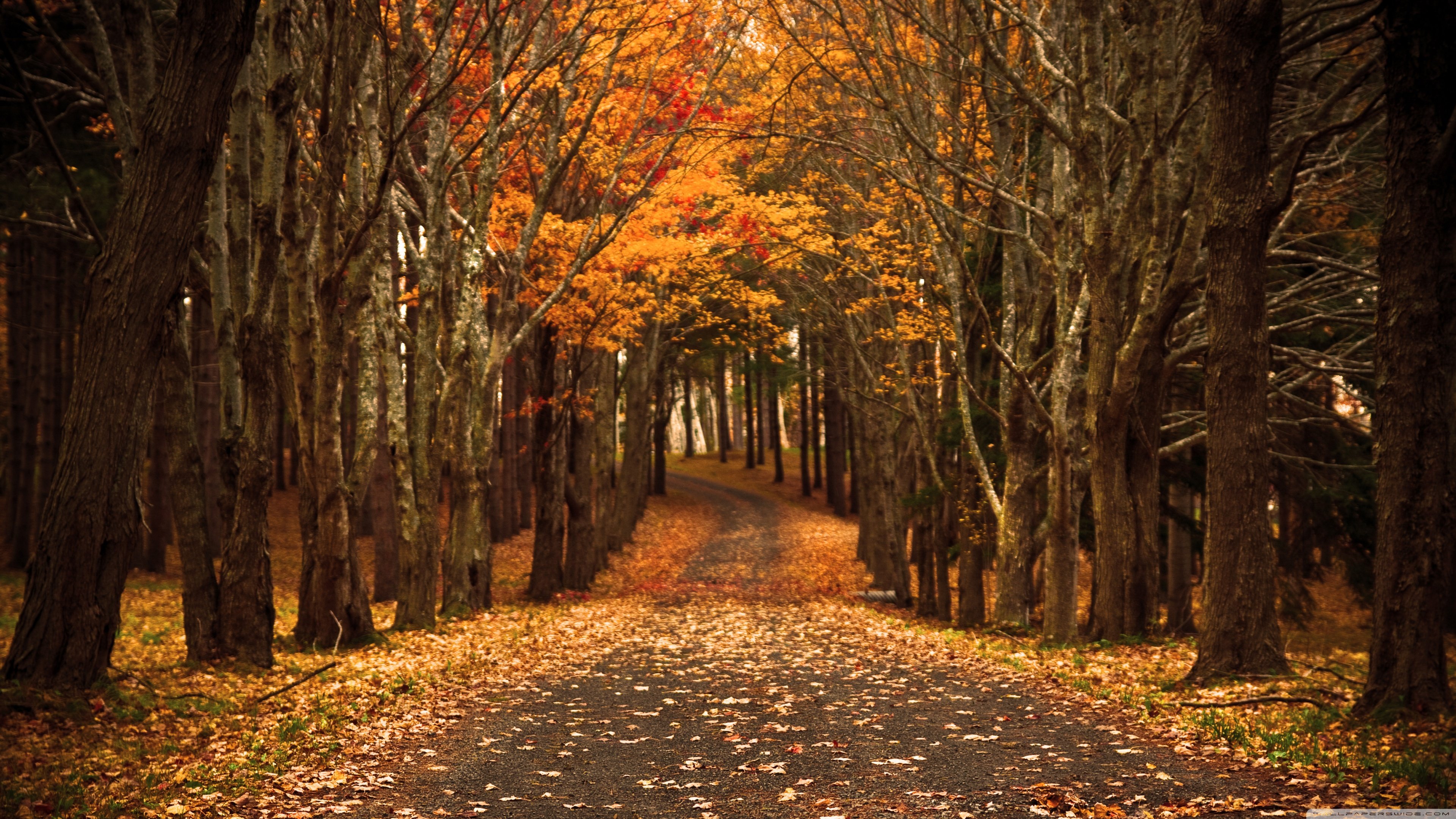 forest, Leaves, Tree, Autumn, Beauty Wallpaper