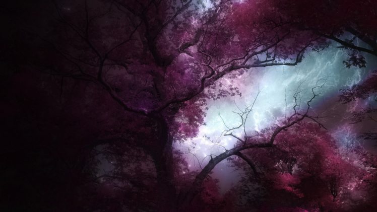 forests, Landscapes, Trees, Nature, Fantasy HD Wallpaper Desktop Background