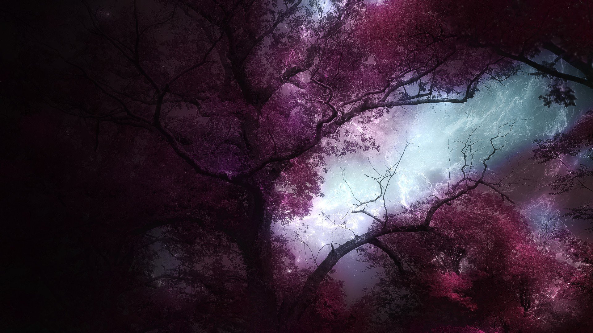 forests, Landscapes, Trees, Nature, Fantasy Wallpaper