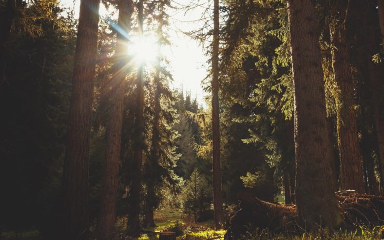 mountain, Sunlight, Nature, Forest, Trees, Sunshine HD Wallpaper Desktop Background