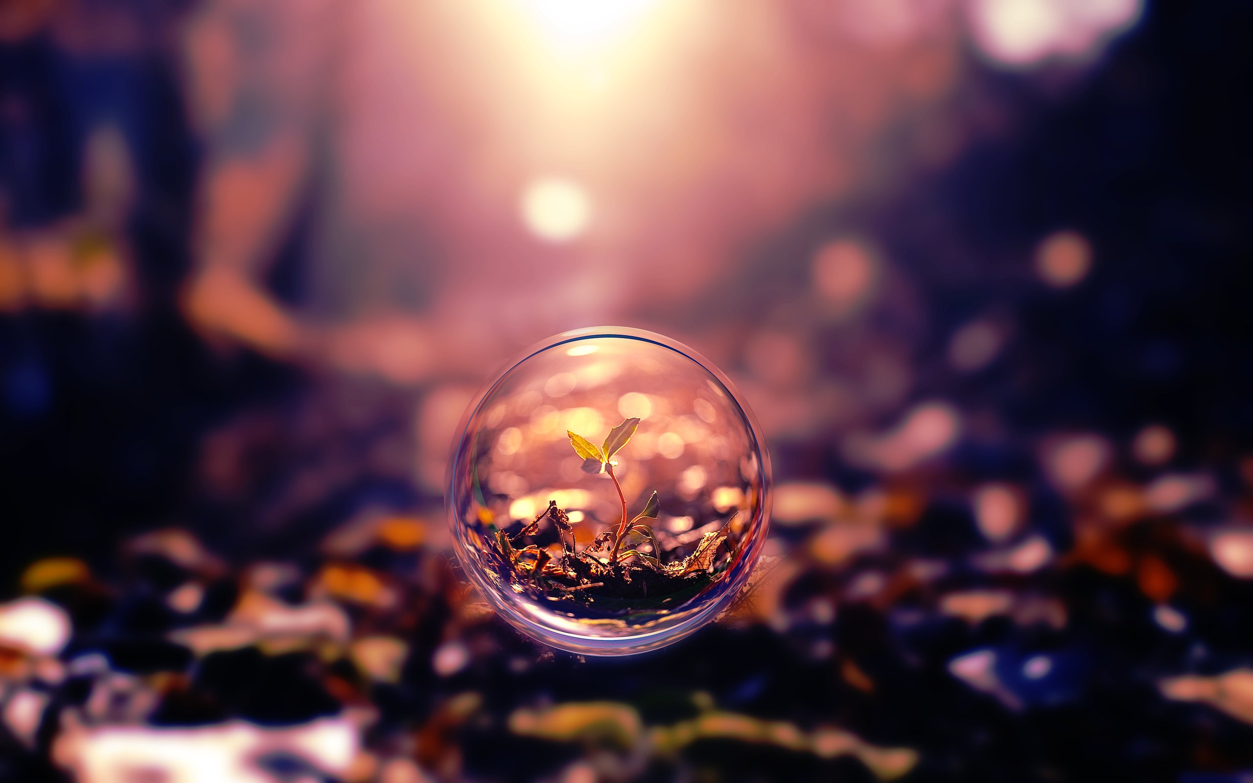 bubble, Forest, Sprout, Beauty, Beautiful Wallpaper
