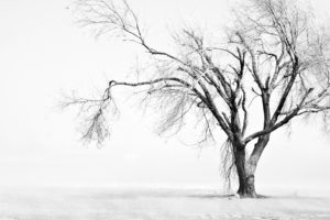 tree, Snow, Winter, Bw