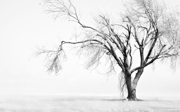 tree, Snow, Winter, Bw HD Wallpaper Desktop Background
