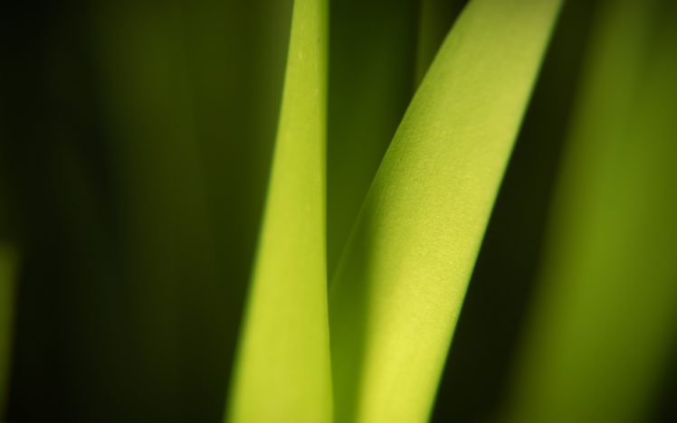 green, Grass HD Wallpaper Desktop Background