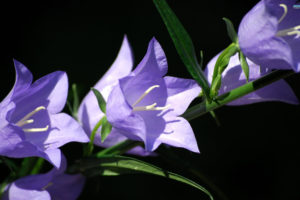 bellflowers, Flowers, Petals, Purple