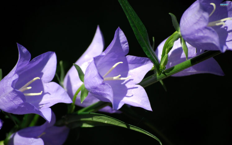 bellflowers, Flowers, Petals, Purple HD Wallpaper Desktop Background