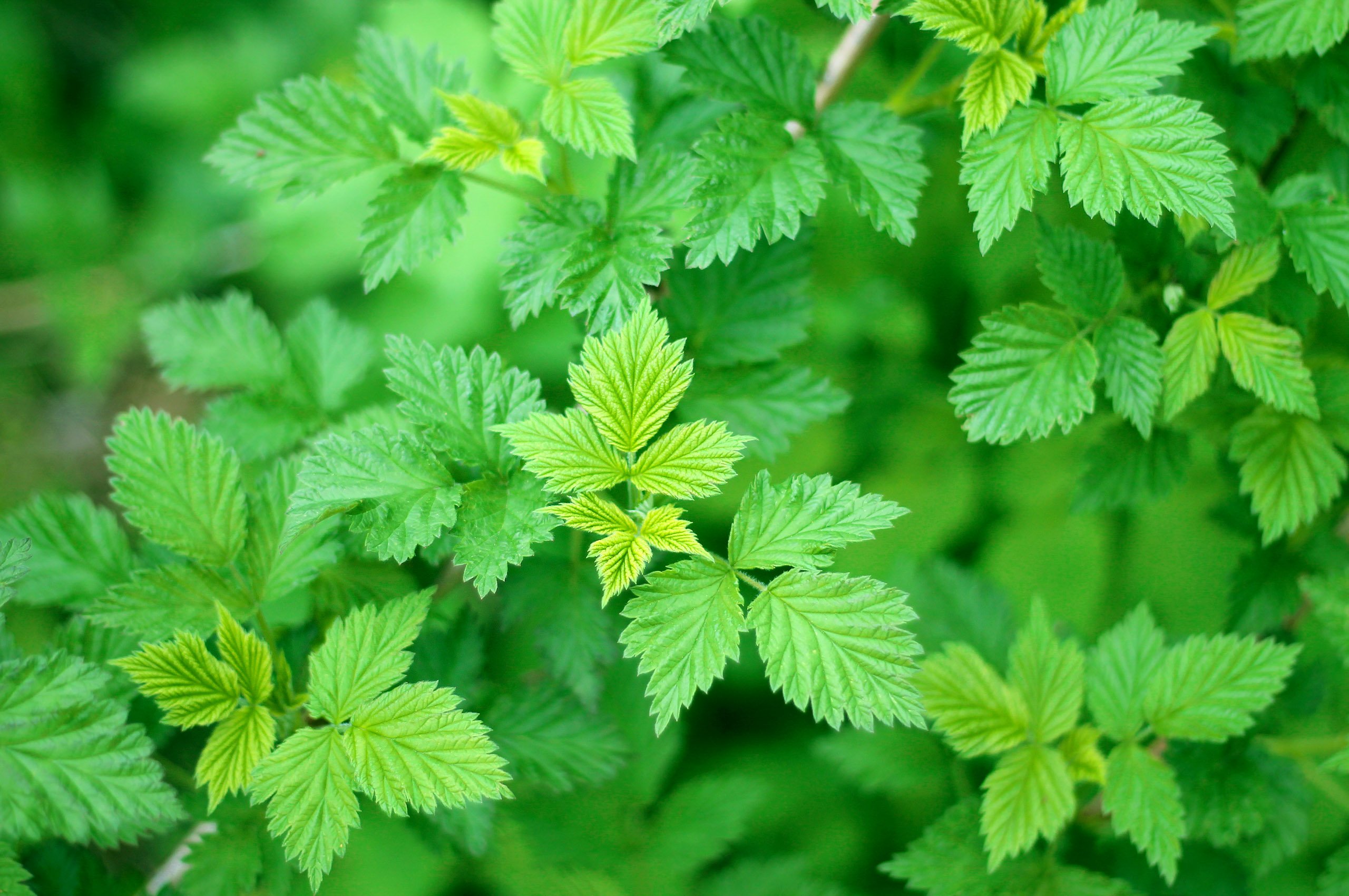 ruspberry, Leaves, Plants, Green, Spring, Garden Wallpapers HD