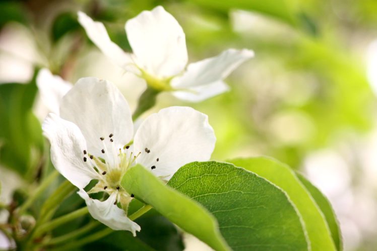 pear, Blossom, Flower, Leaf, Leaves, Flowers, Spring, Tree, Nature, Macro HD Wallpaper Desktop Background