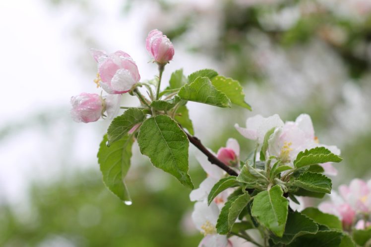 apple, Flowers, Blossom, Flowering, Tree, Spring, Rain, Leaves, Macro HD Wallpaper Desktop Background