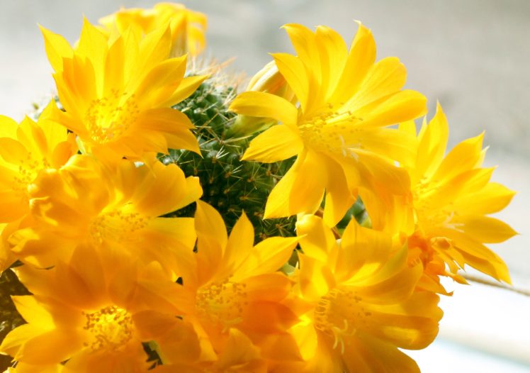 rebutia, Cactus, Flowers, Flowering, Sunlight, Spring, Macro HD Wallpaper Desktop Background