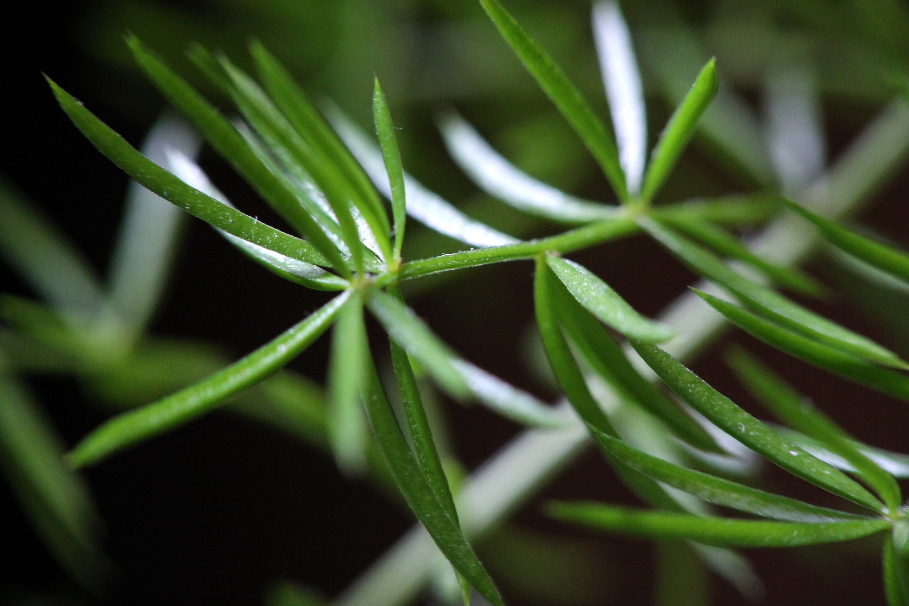 asparagus, Plant, Leaves, Macro Wallpaper