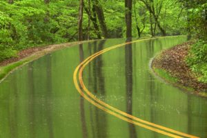 roads, Wet, Rain, Trees, Forest