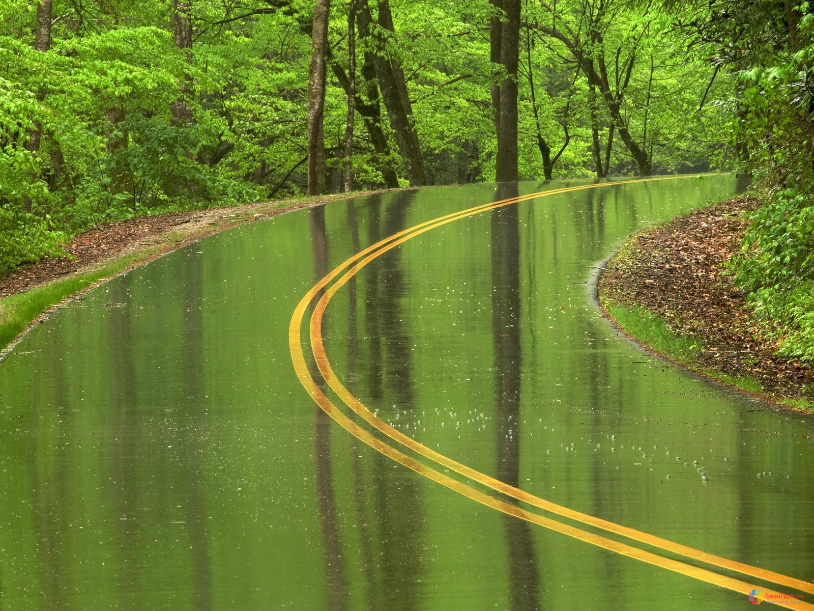 roads, Wet, Rain, Trees, Forest Wallpaper