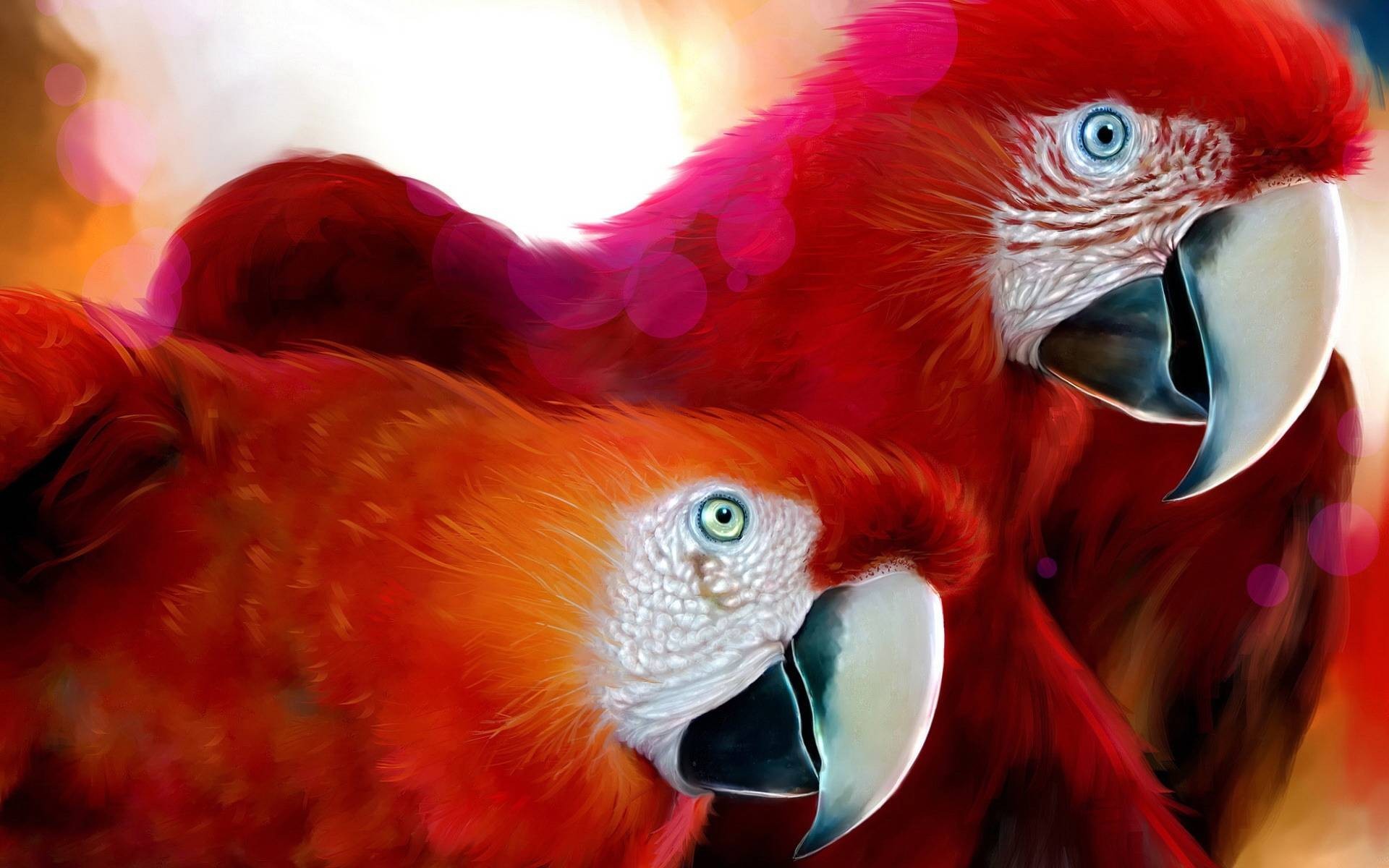 parrots Wallpaper