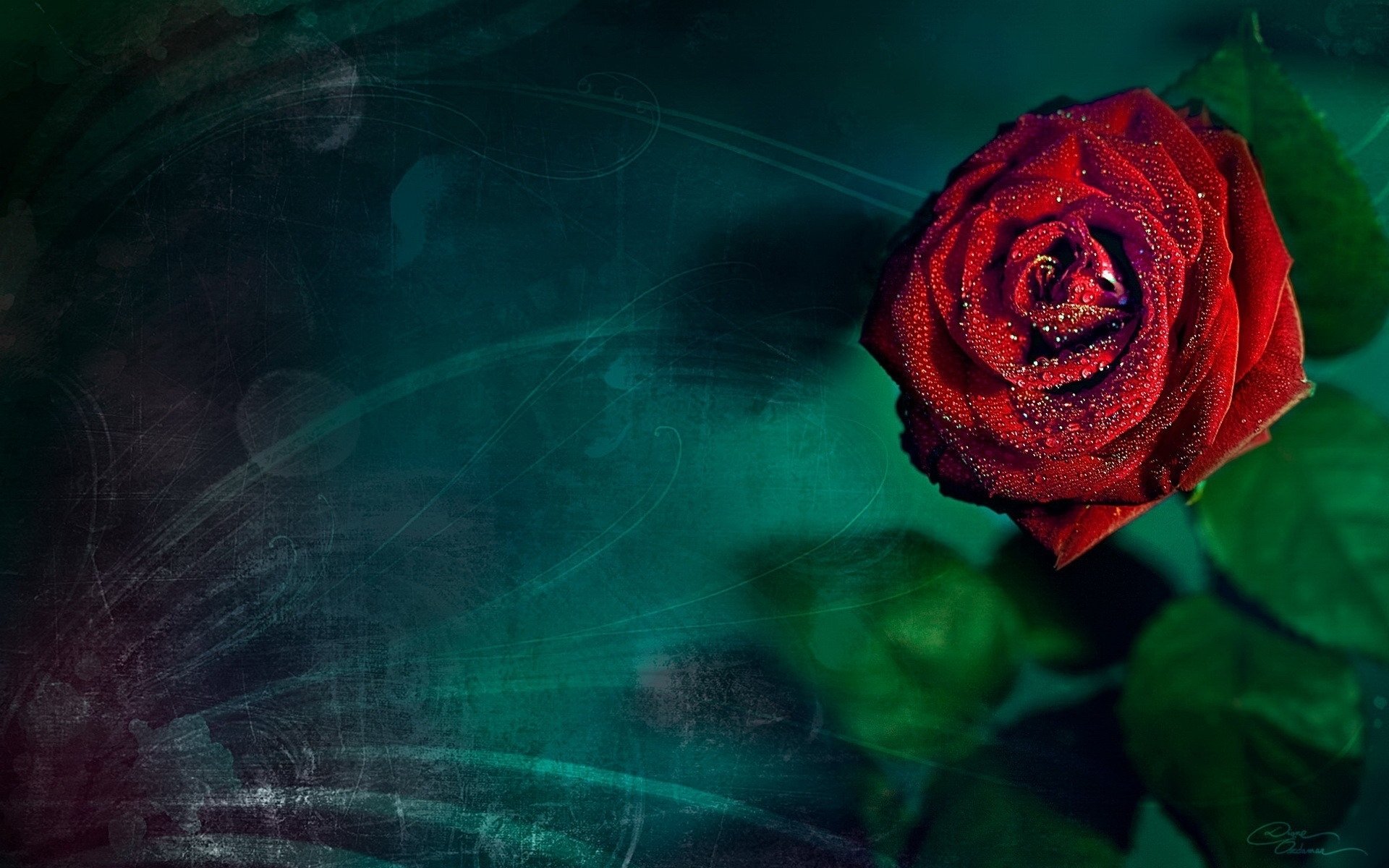 beautiful, Rose Wallpaper