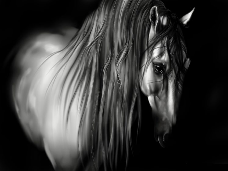 animal, Horse, Beautiful, B w HD Wallpaper Desktop Background