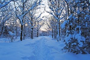 forest, Snow, Nature, Trees, Winter, Path, Trail